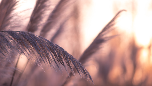 ��ԭ����̨�� | ��󷿣���һ�׳����������ɢ��ʫ