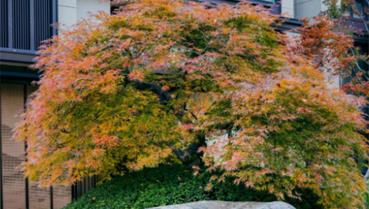 888�ڲ������ϸ������ָ�� | ��Ҷƪ NO001