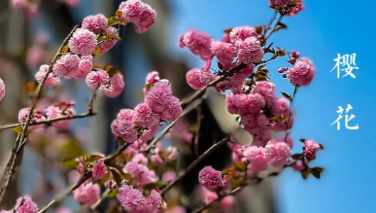 888�ڲ������ϸ������ָ�� | �ۻ�ƪ NO001