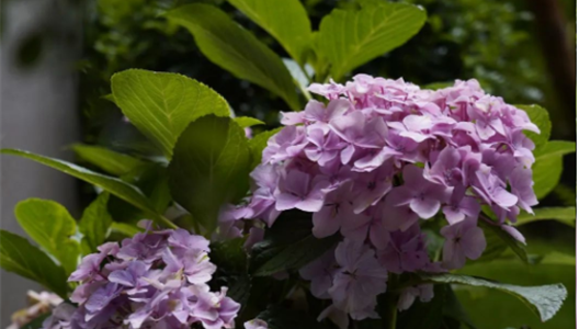 888�ڲ������حԺ�����100�����ķ�ʽ N009